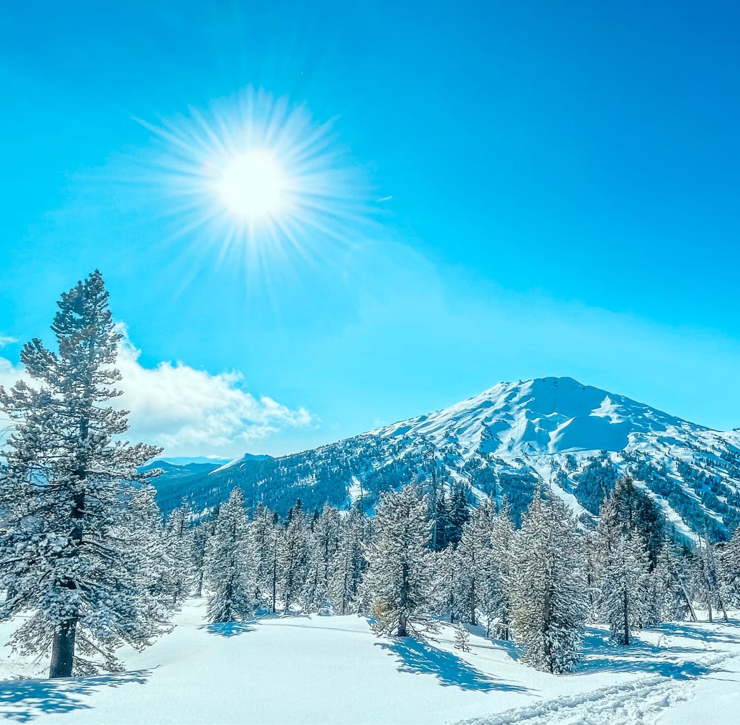 Winter Wonderland